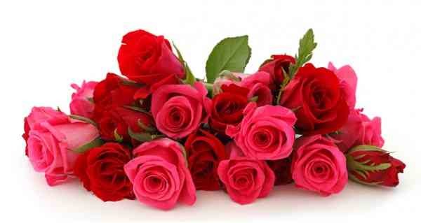 Светлана Жолак