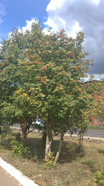 Татьяна Согорина