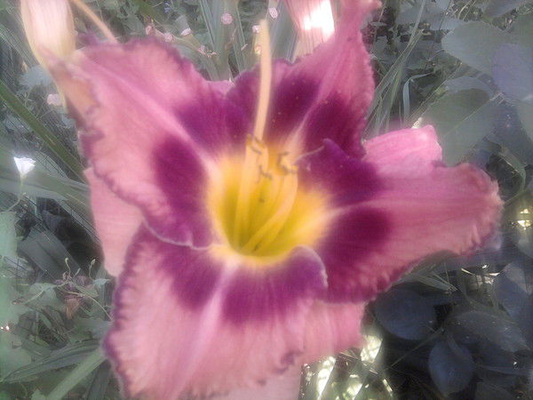 Вта Цимбалюк