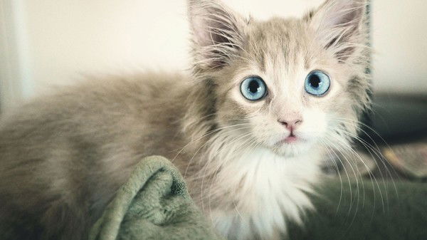 Неизвестность ***