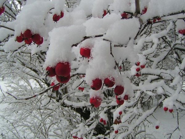 Атаков Жамшид