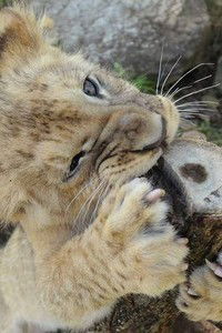 Светик Привет