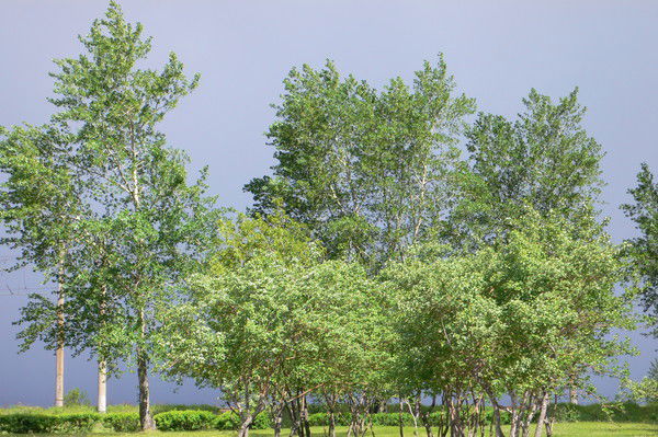 Каленский Александер