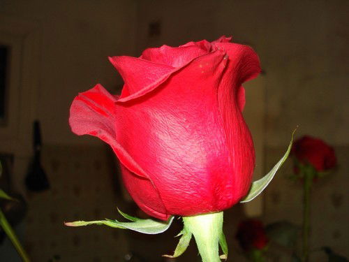 Капитанова Лариса