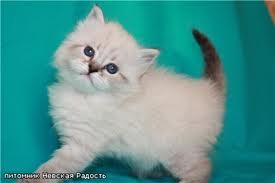 Дарья Герасимова