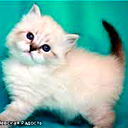 Дарья Герасимова