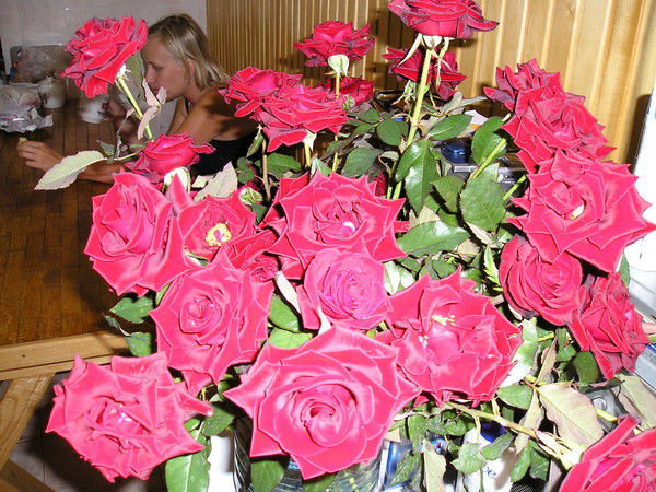 Светлана Поветкина