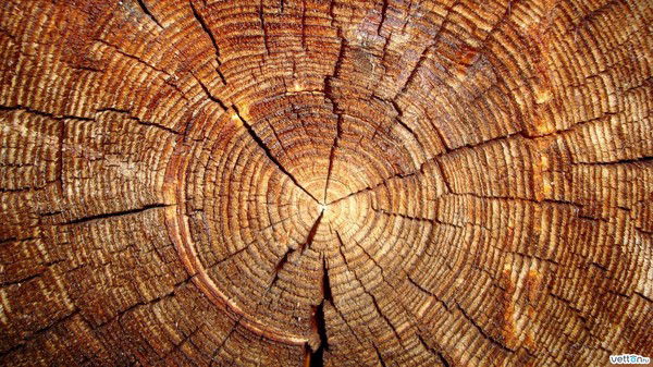 Василина Тимчишина