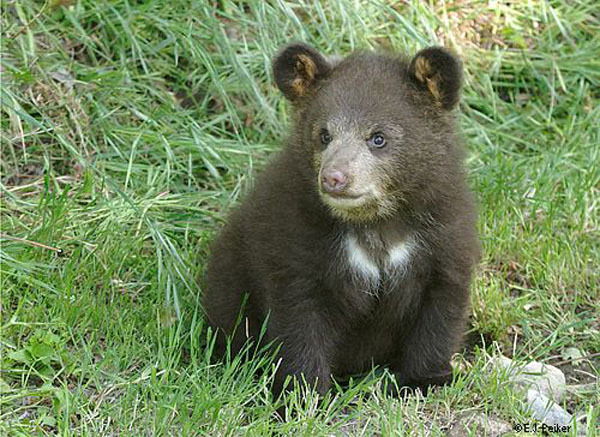 Миха Шарапов