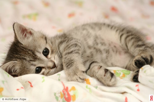 Ксюшка Дмитриева