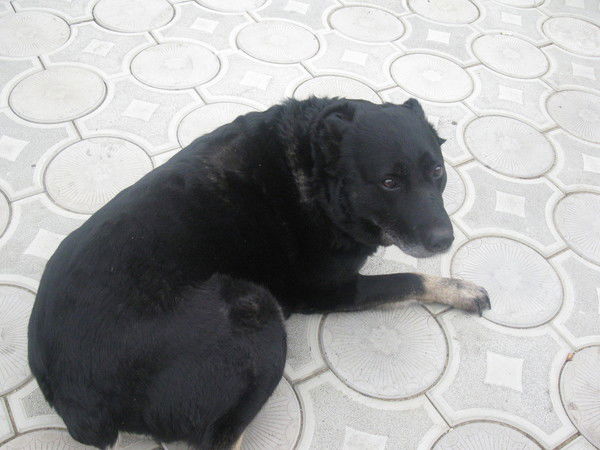 Полковник Каддафи