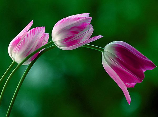 Виктория Vik