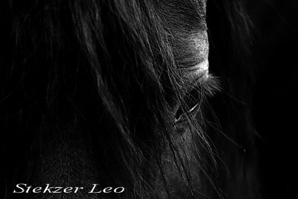 Ирина Покиньчереда