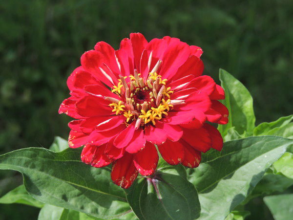 Ольга Фомичева