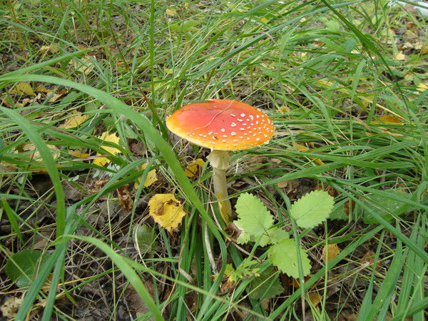 Елена Еремина