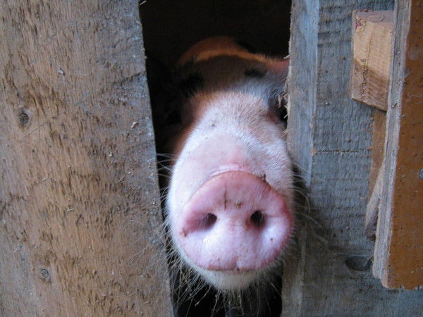 Наталья Шерстнёва