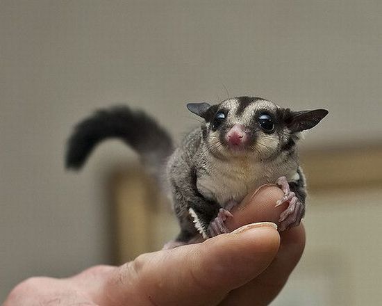 Лиза Андреевна