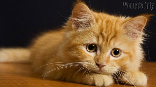 Ирина Фещенко