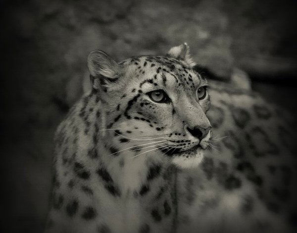 Василий Веденеев