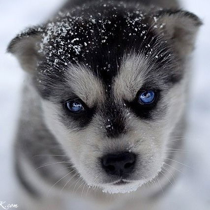 Ден Маккаферти