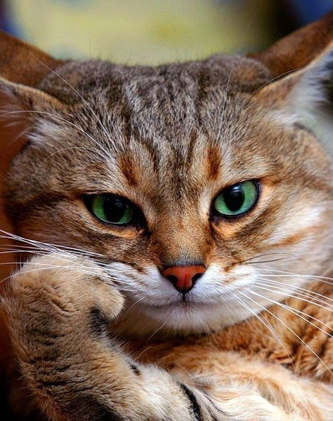 Денис Петров