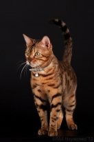 Зомби Land З.ф