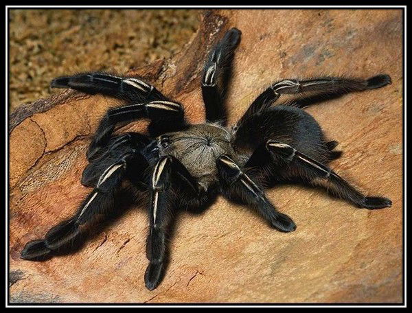 Олег Лаврухин