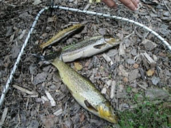 Владимир Бальцев