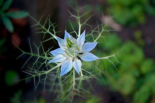 Алла Помаслова