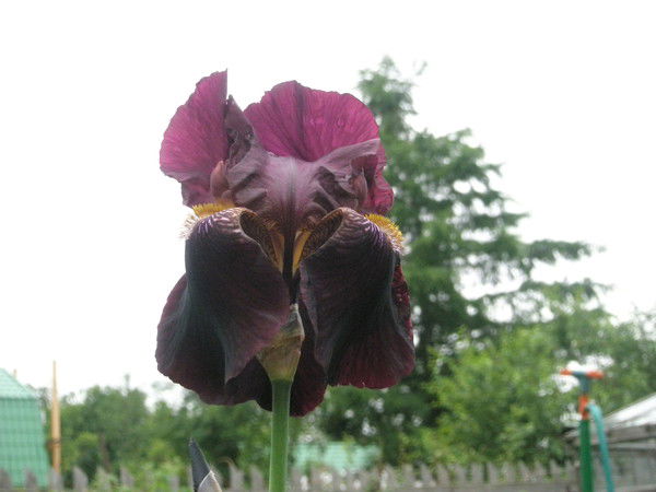 Лена Ратушная