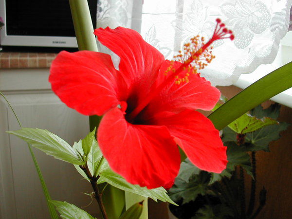 Аня Цыбезова