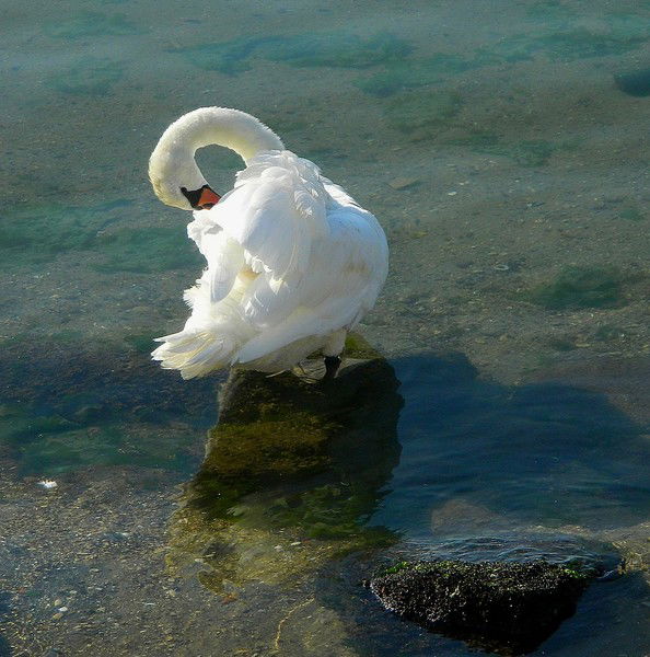 Игорь Смирнов