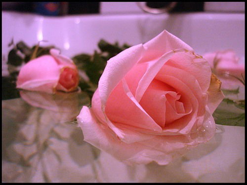 Светлана Акопян