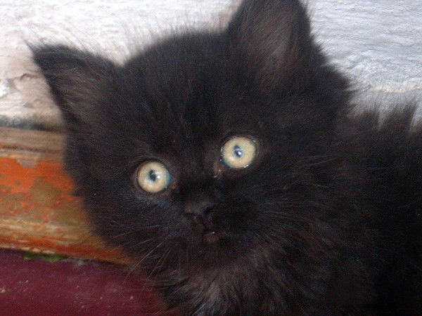 Светуля Перетятько