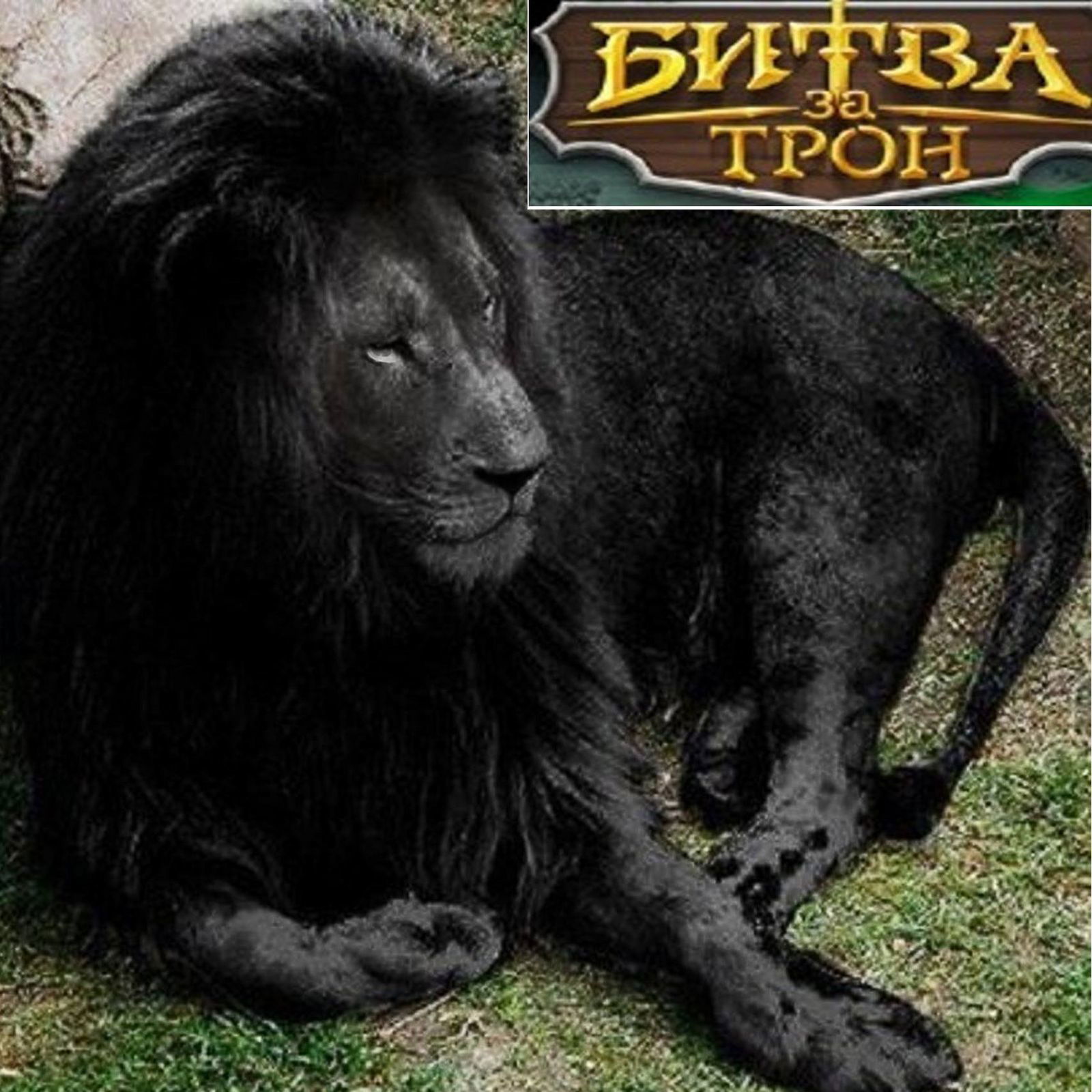 Вячеслав Подоліч