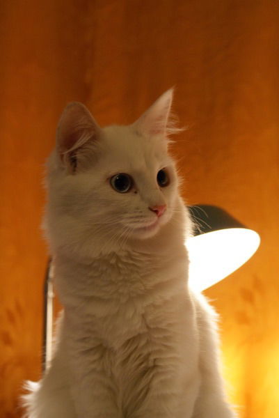 Анна Минаева