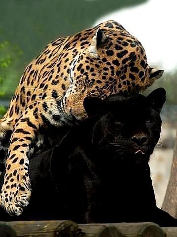 Кисуля Нежная