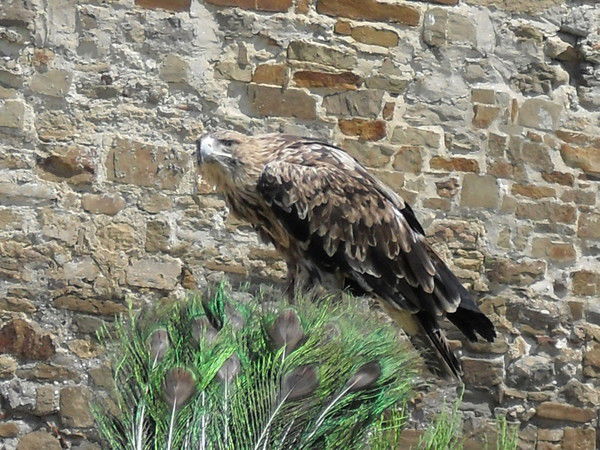 Гриша Романов