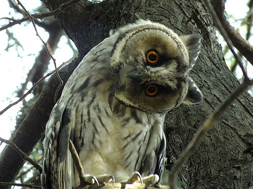 Татьяна Самойлова