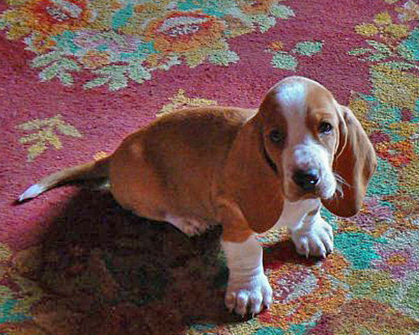 Елена Новоселова