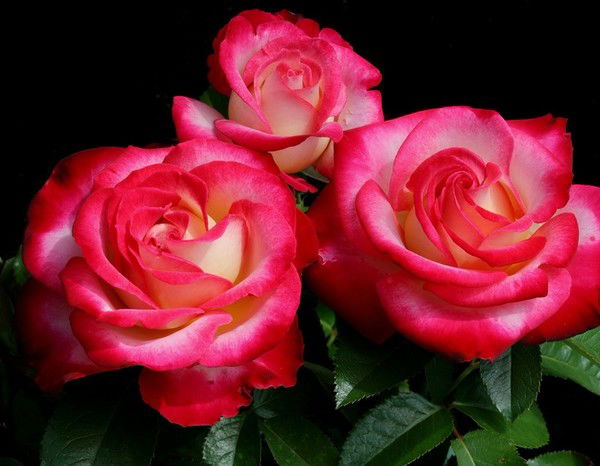 Нурсулу Наурызбекова