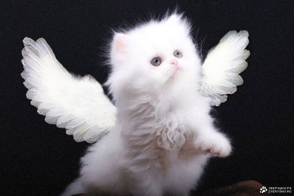 Анастасия Абаимова