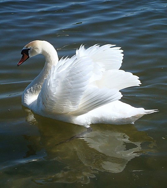 Елена Совцова