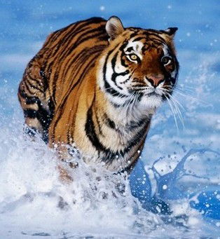 Денис Дёмин