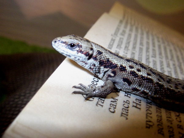 Павел Сисеев