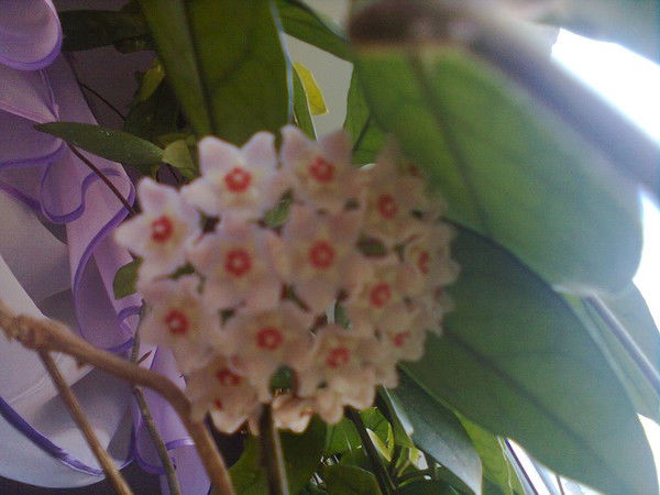 Лилия Шатохина