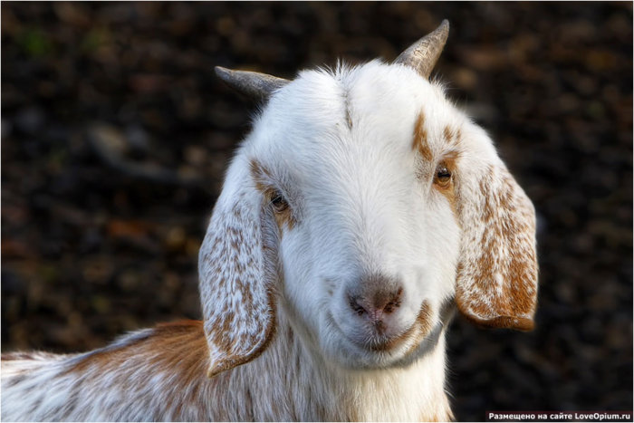 Валентина Трушкова