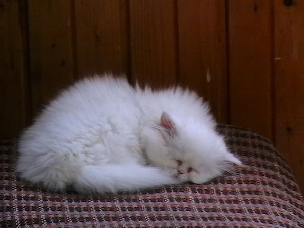 Ольга Броцман