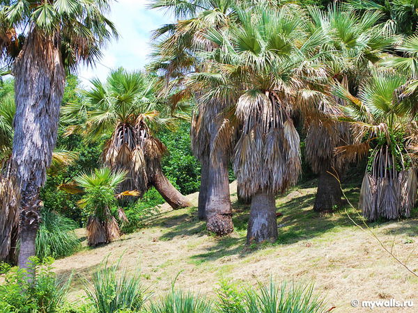 Ольга Лопаткина