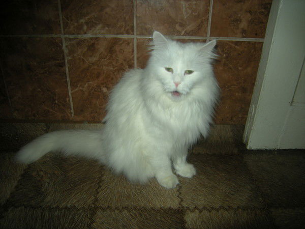 Aнна Литвинова